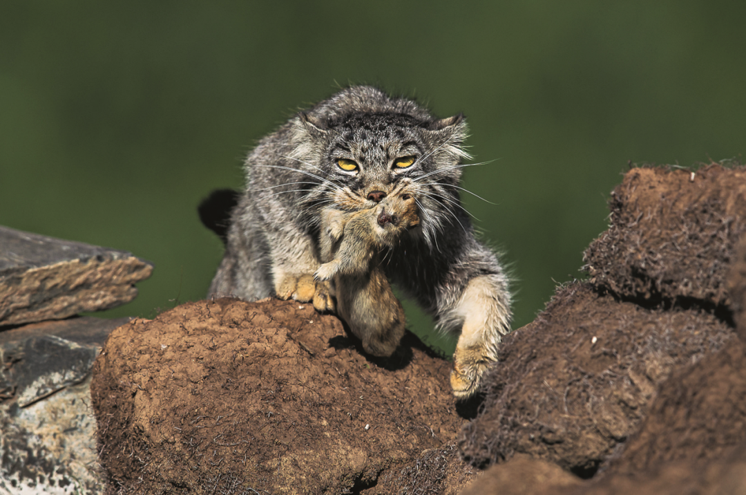 捕食鼠兔的兔狲.图源:班春民