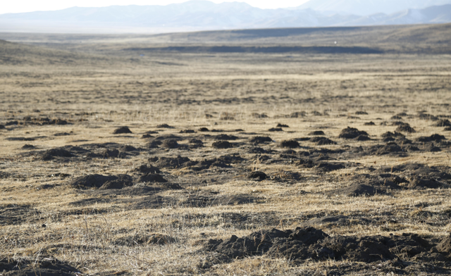 若尔盖草原鼠患灾害严重.张懿玲 摄