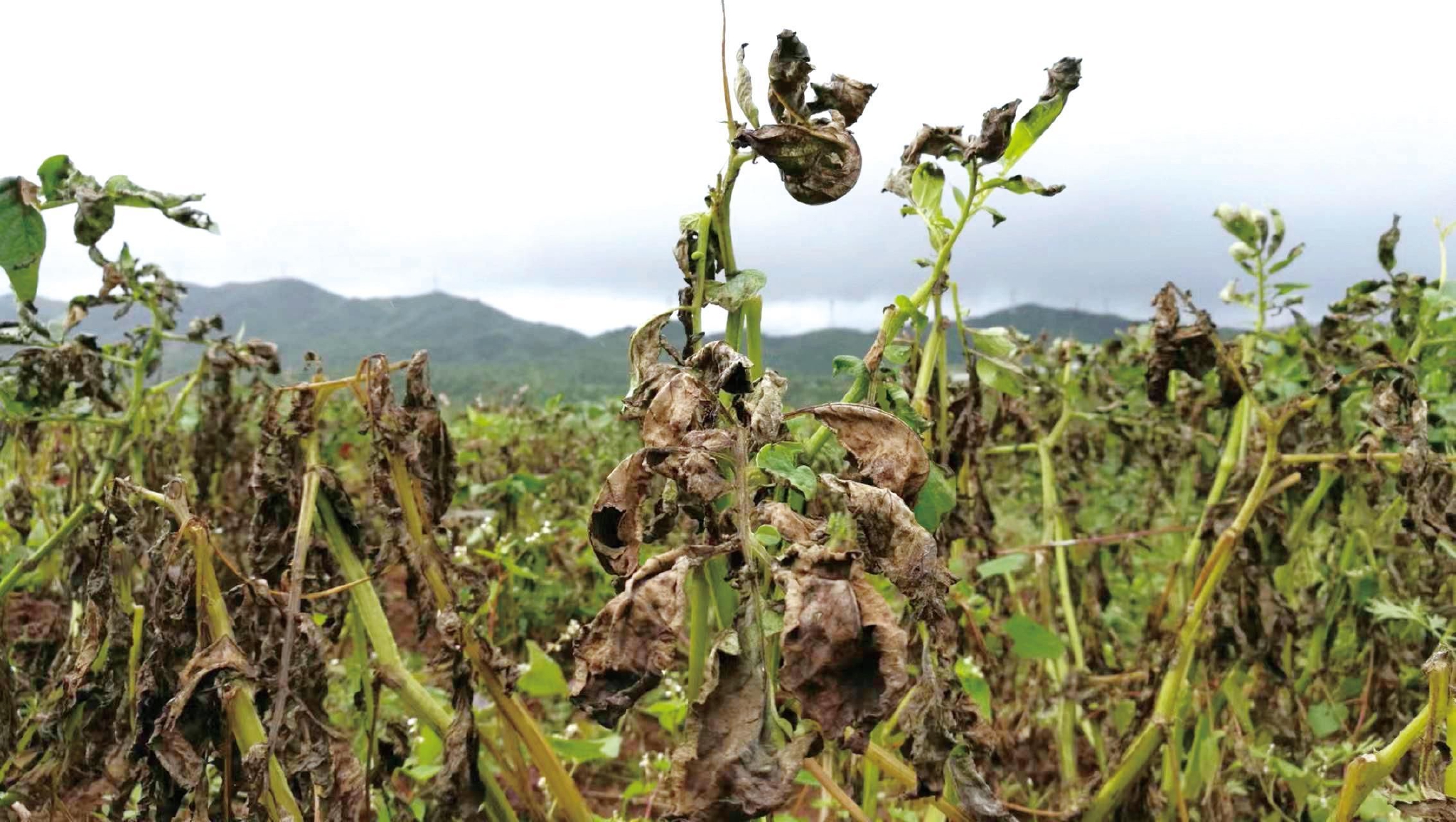 马铃薯晚疫病田间发病症状.