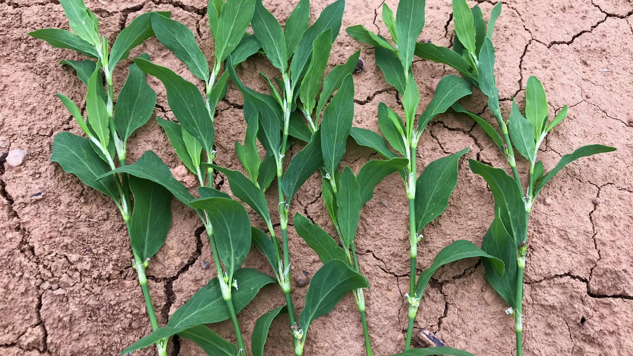 路边一种野草,人称猪牙草,它也是一种野菜,很多人不知道|猪牙|扁蓄