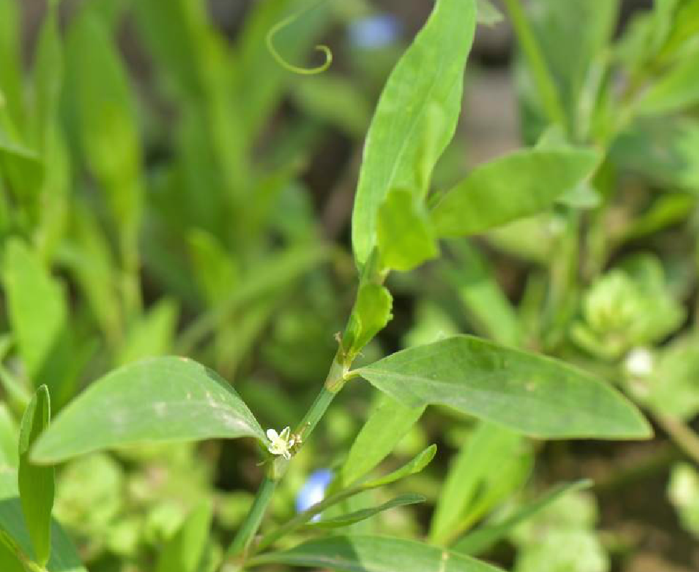 路边一种野草,人称猪牙草,它也是一种野菜,很多人不知道__财经头条