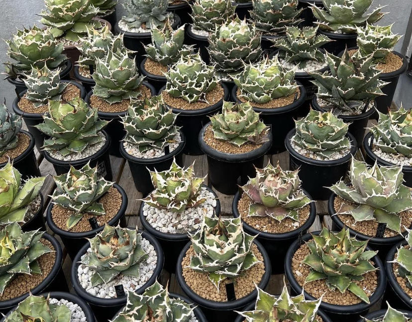 不起眼的龙舌兰,也是贵货,好品种一棵几百块,买的人很多__财经头条