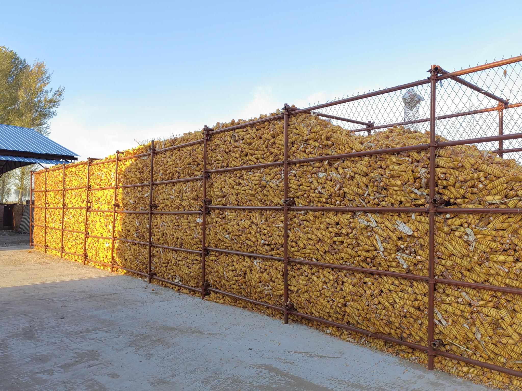 立体储粮 减损增效——吉林乡村储粮见闻__财经头条