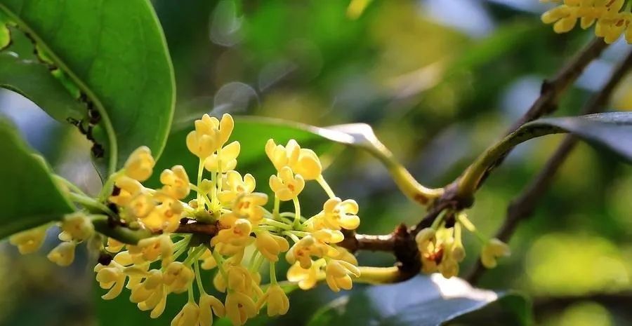 桂花树苗市场价格