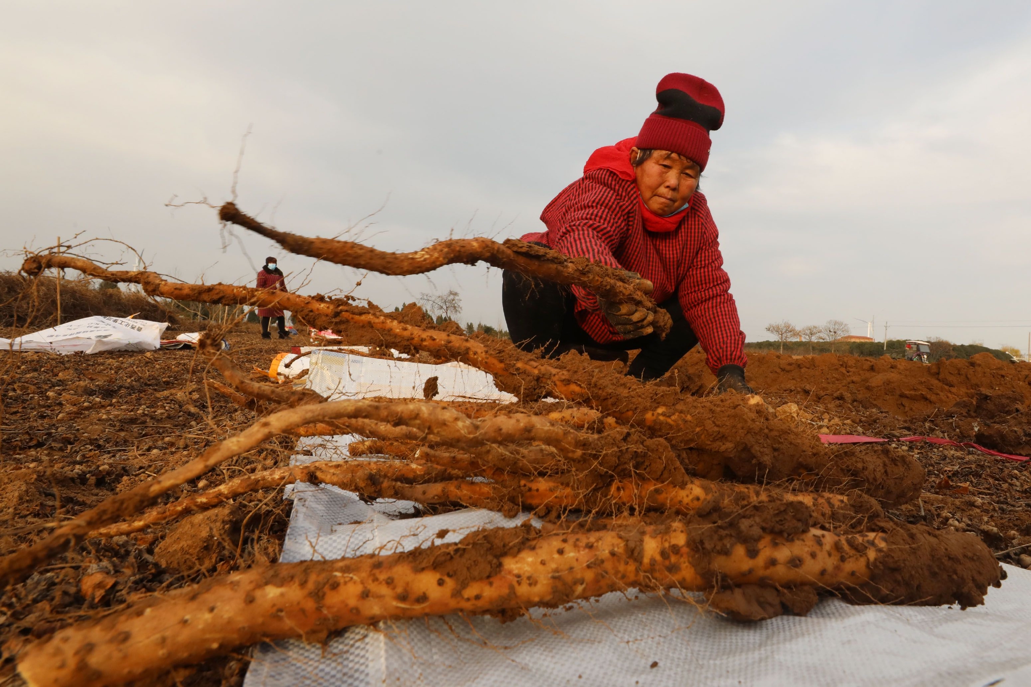 河南温县:山药收获忙|焦作市|农民|温县_新浪新闻