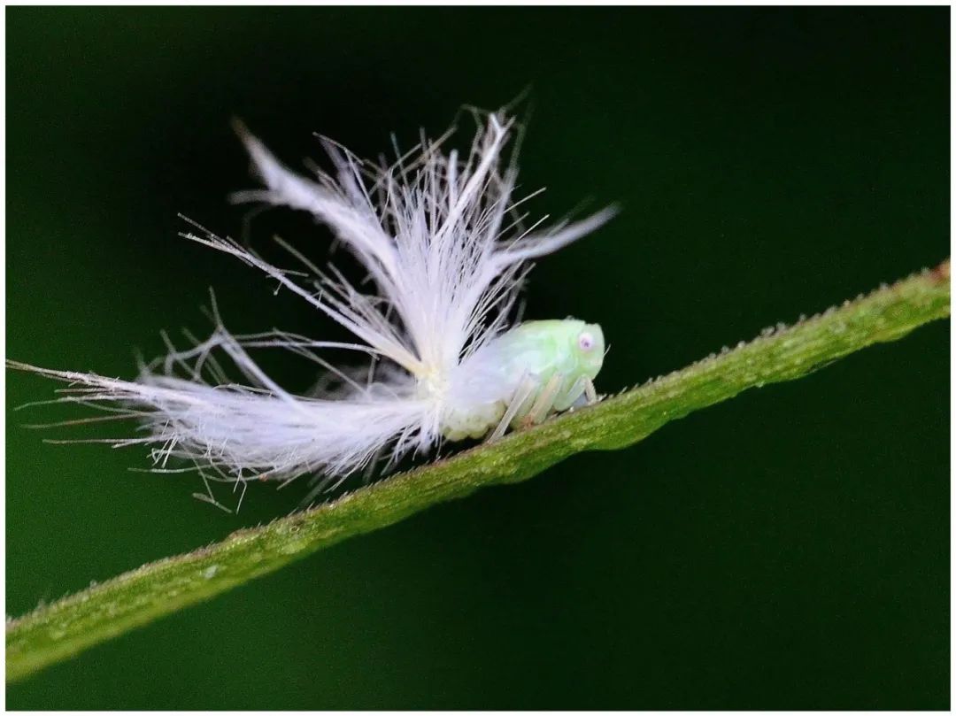 家里总会莫名出现这种东西。家里没有任何植物，这是什么东西？