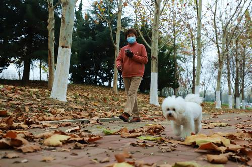 ▲11月28日，山东省青岛西海岸新区，市民在落满树叶的道路上行走。图/新华社