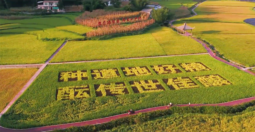 我国哪些地方是小麦主要产区 冬小麦和春小麦怎么分布
