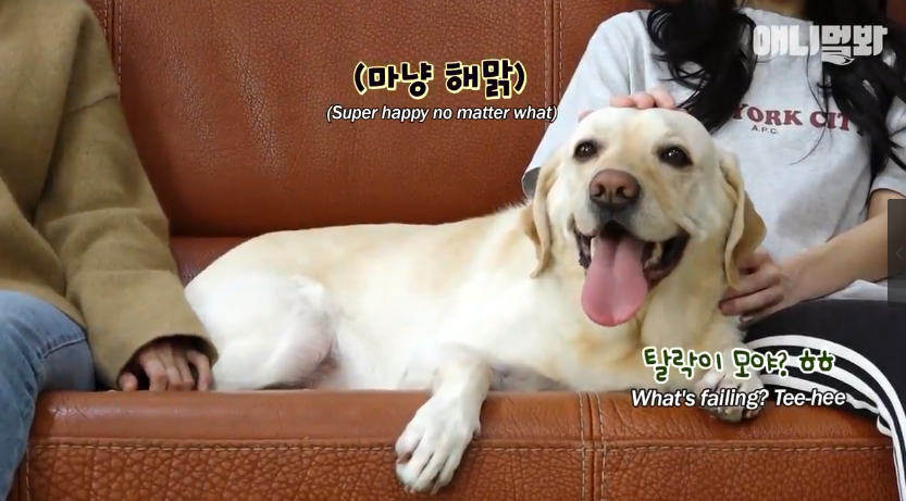 导盲犬苦学一年被淘汰,知道它有这“毛病”后,网友:该! 导盲犬苦学一年被淘汰,知道它有这“毛病”后,网友:该!