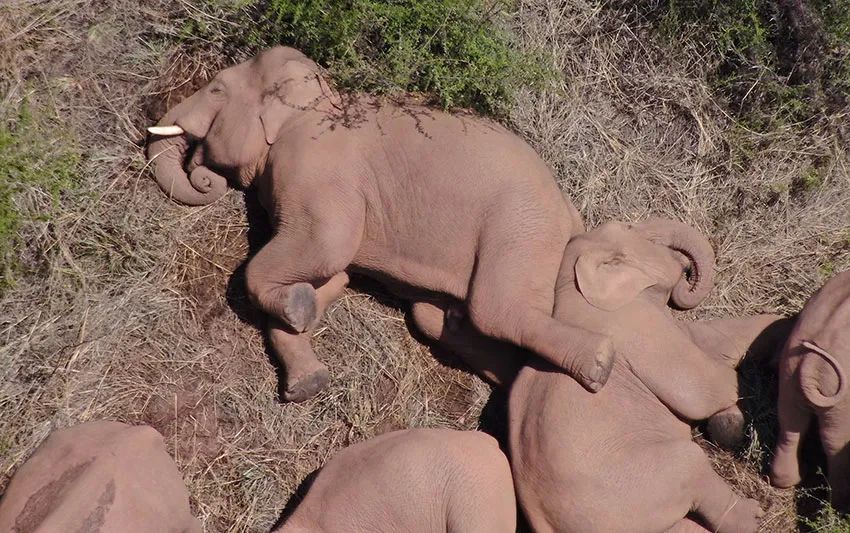 2021年6月9日10时24分,北上南归象群在云南省玉溪市易门县扒河附近