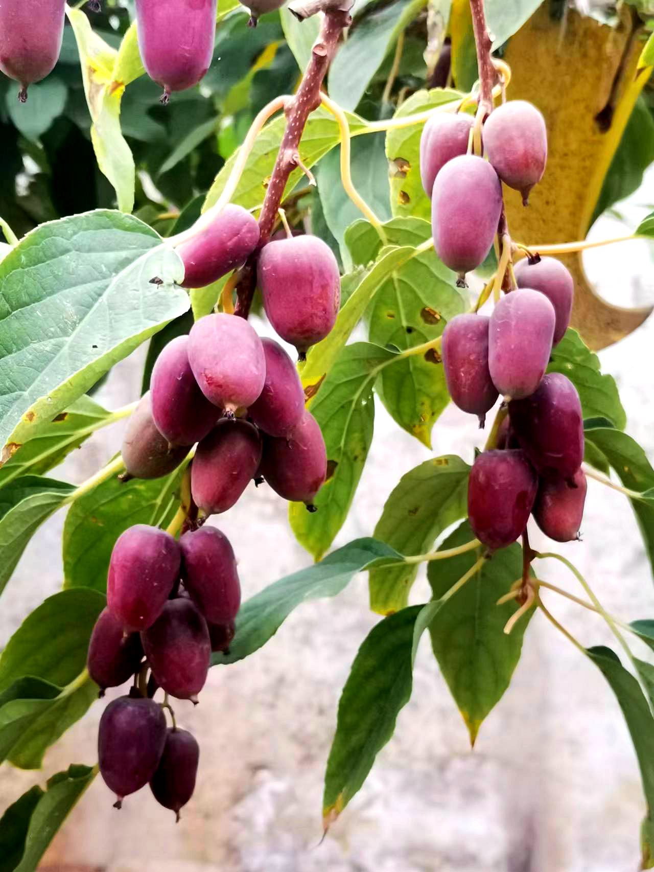 中国农科院果树新品种图片