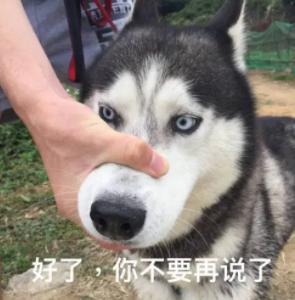 导盲犬苦学一年被淘汰,知道它有这“毛病”后,网友:该! 导盲犬苦学一年被淘汰,知道它有这“毛病”后,网友:该!