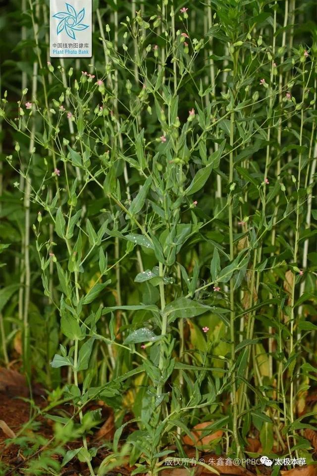 王不留行,不仅可通乳,而且可用于湿疹,带状疱疹,前列腺炎等__财经头条