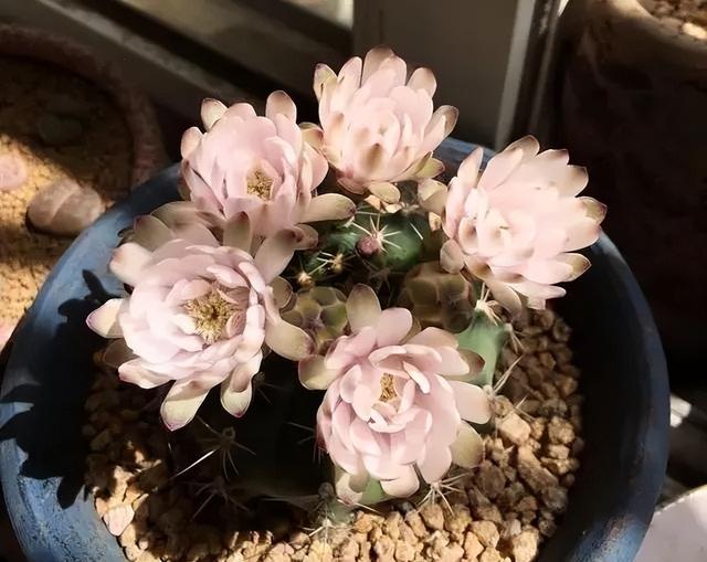 5种“刺球花”,长得像足球,浑身都是刺,开花美的惊人!