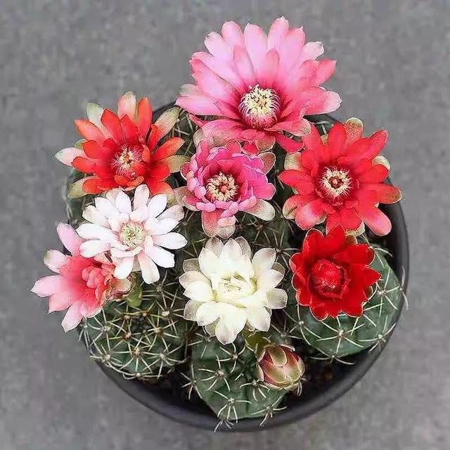 5种“刺球花”,长得像足球,浑身都是刺,开花美的惊人!