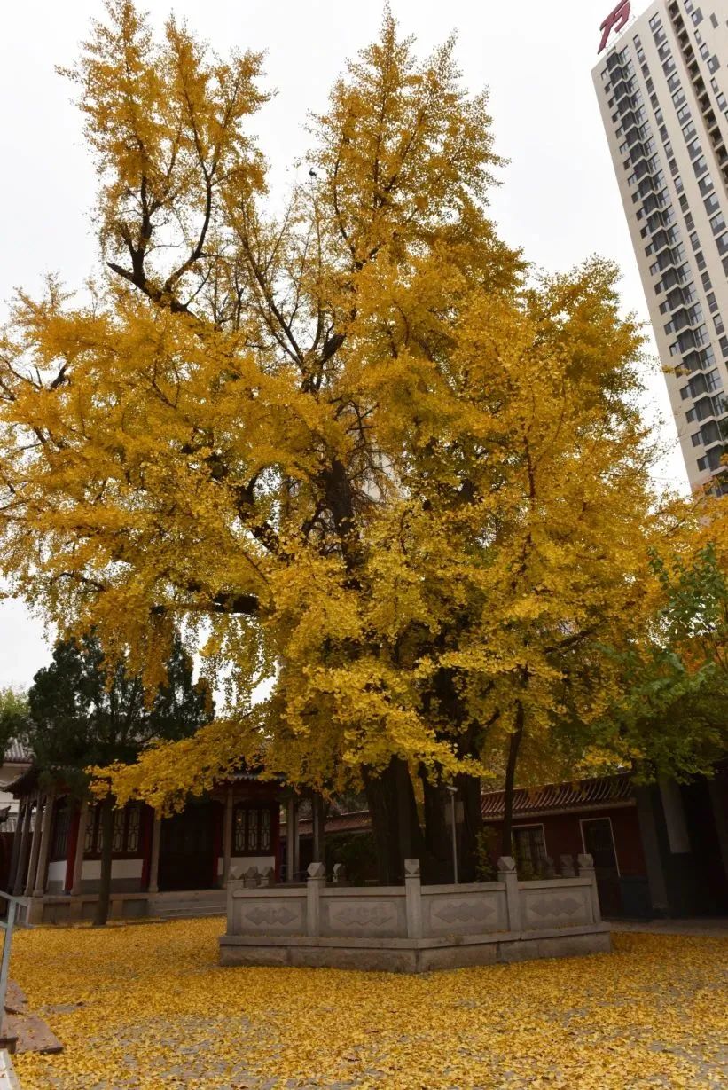 青岛年龄最大的树在这里!|山东省|青岛市|银杏_新浪新闻