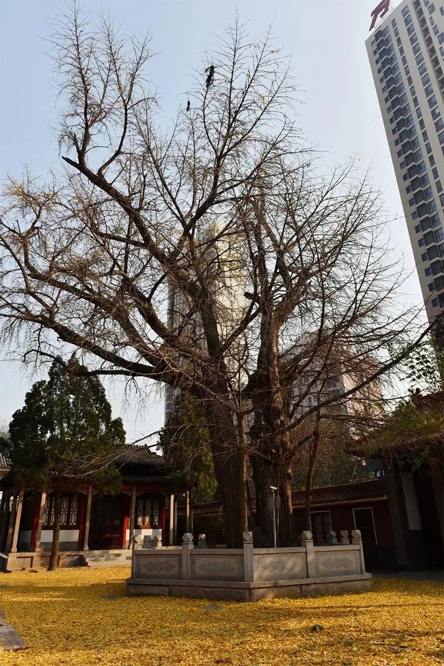 青岛年龄最大的树在这里!|山东省|青岛市|银杏_新浪新闻