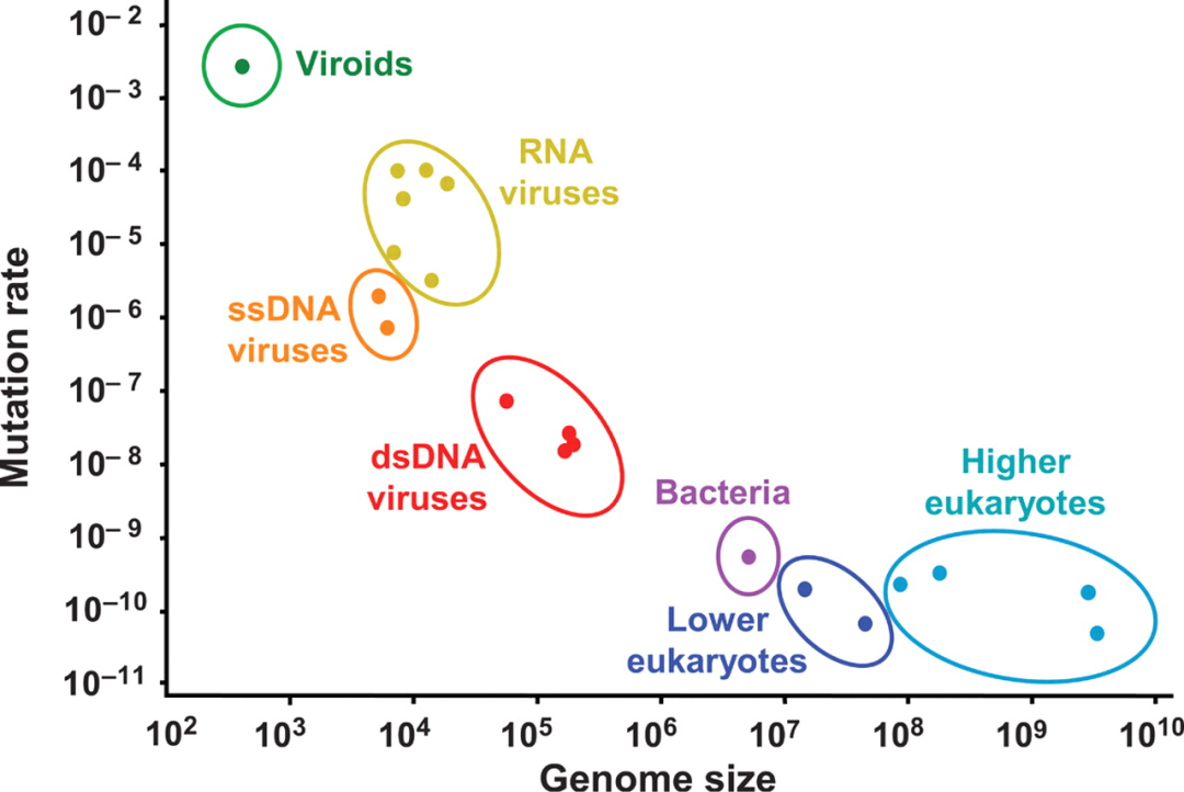各类病毒的突变率，其中RNA病毒属突变率较高的一类（作者供图）