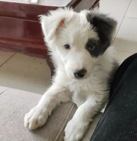 网友晒出哈士奇和边牧的混血狗子,原来可以这么帅!__财经头条