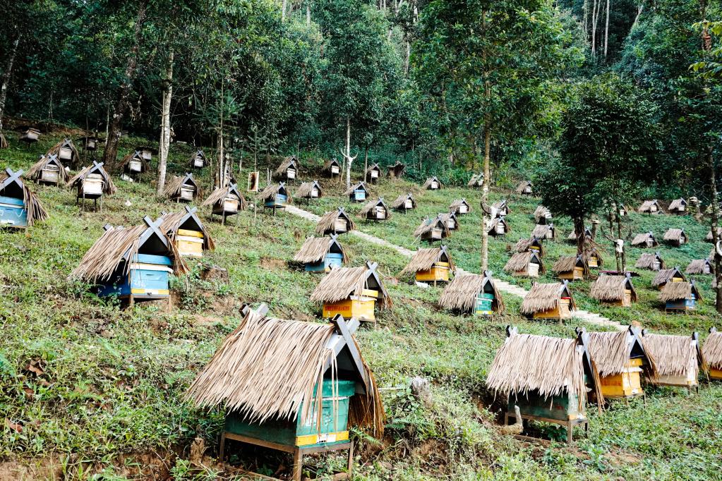 云南省沧源佤族自治县班洪村蜜蜂养殖基地. 新华社记者 陈冬书 摄