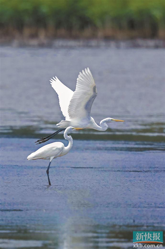 候鸟南飞歇歇脚栖宿在广州这处五星级三室一厅