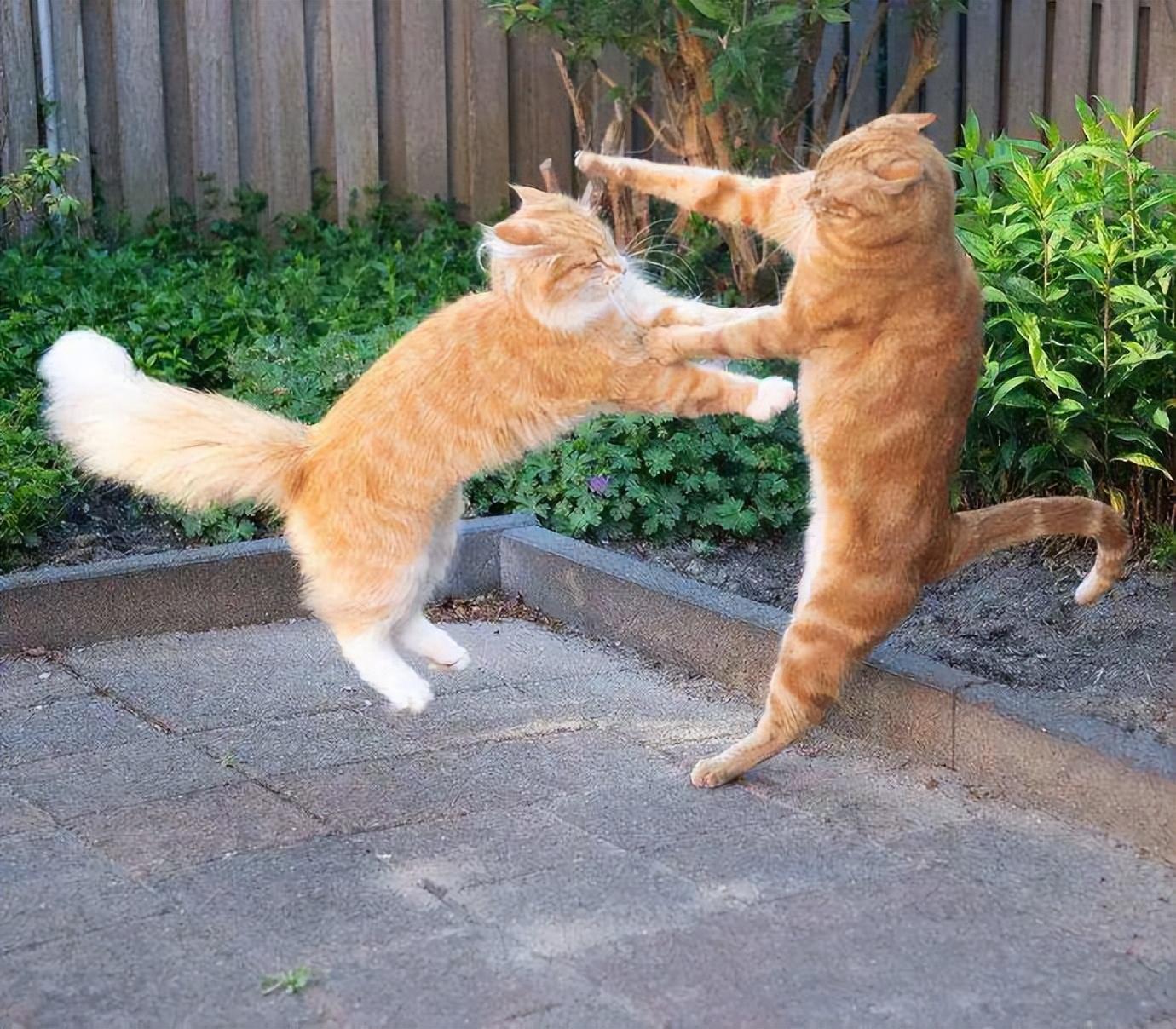 两只猫咪是在"打架",还是在玩耍,你会辨别吗?|猫咪|猫|主人_新浪新闻