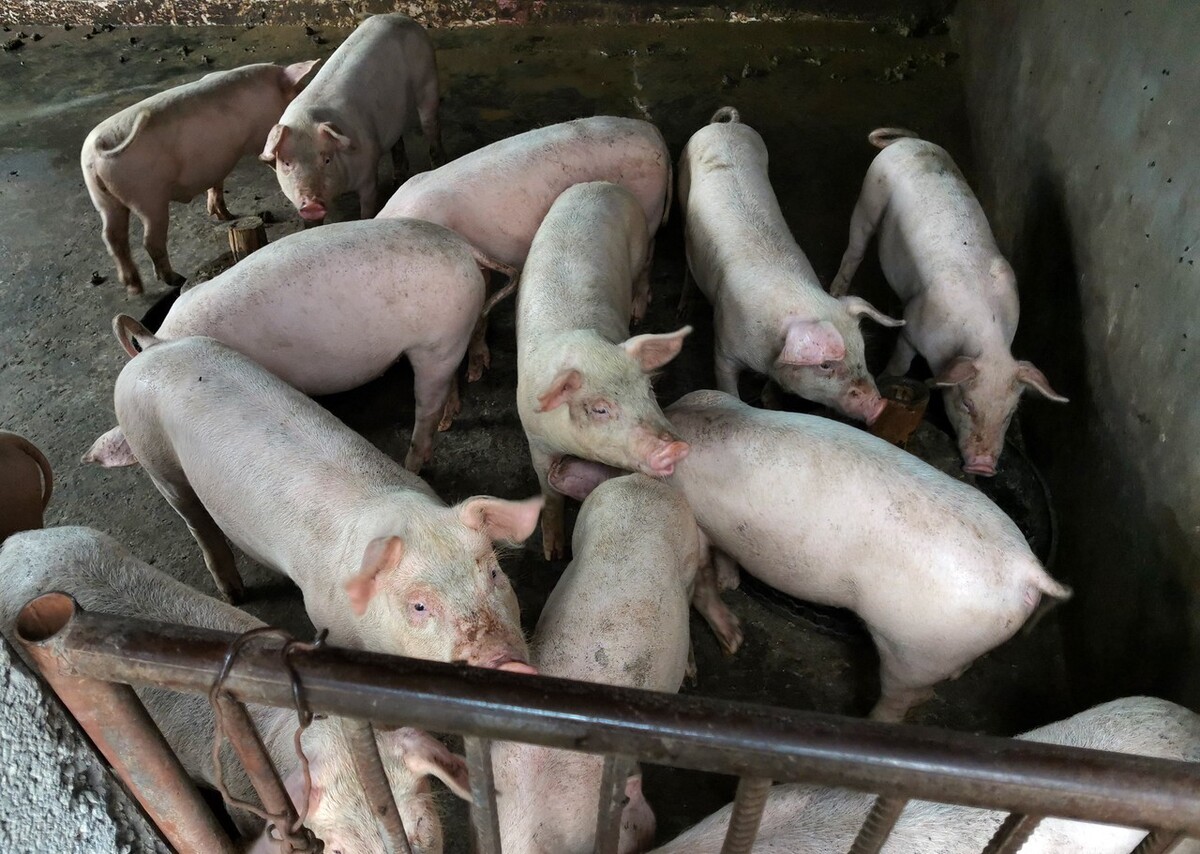 猪价要涨了,两节期间储备肉会加量投放,你搞明白涨价逻辑了吗?__财经头条