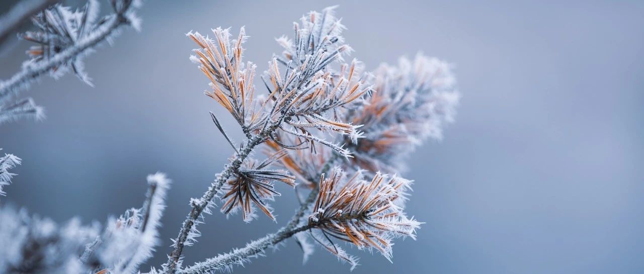 霜冻对农作物的影响与防护措施 霜冻对农业生产的危害及应对策略