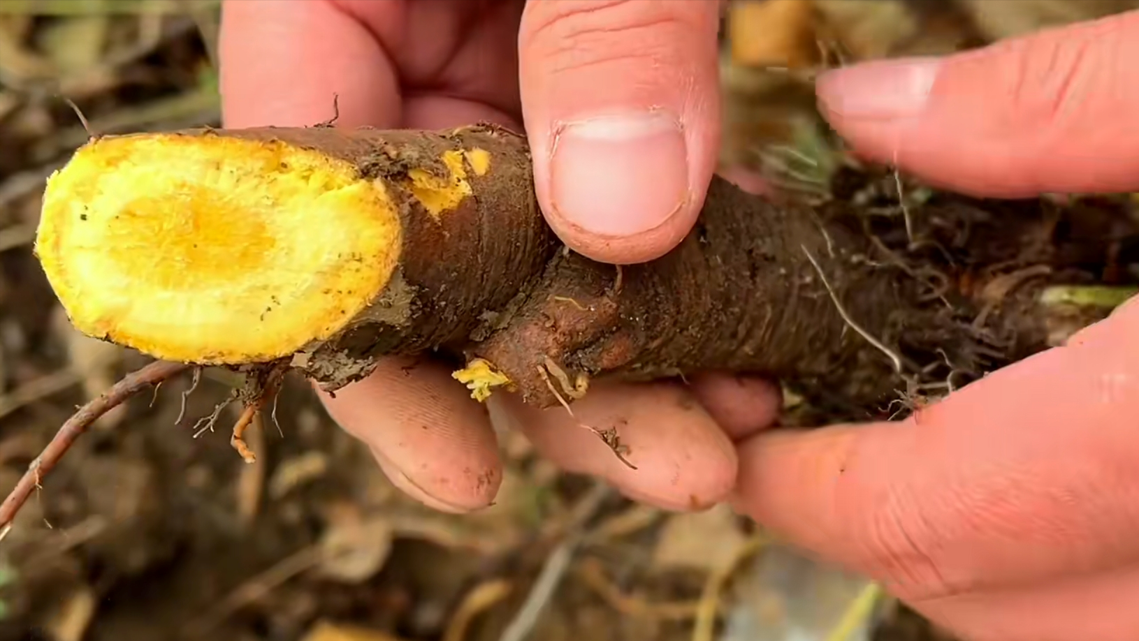 农村的野菠菜又叫土大黄,金不换,煮水有2大厉害妙用,认识吗?