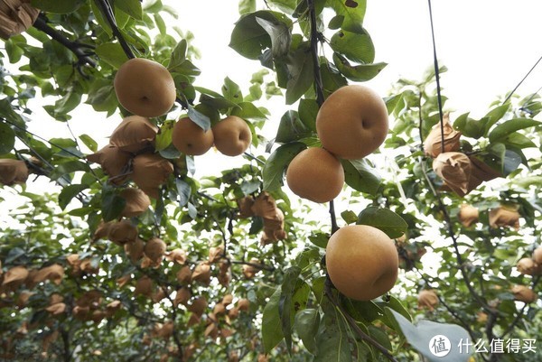 东北“冻梨”,为什么冰箱里冻不了,原来秘密在这,真是涨知识了__财经头条
