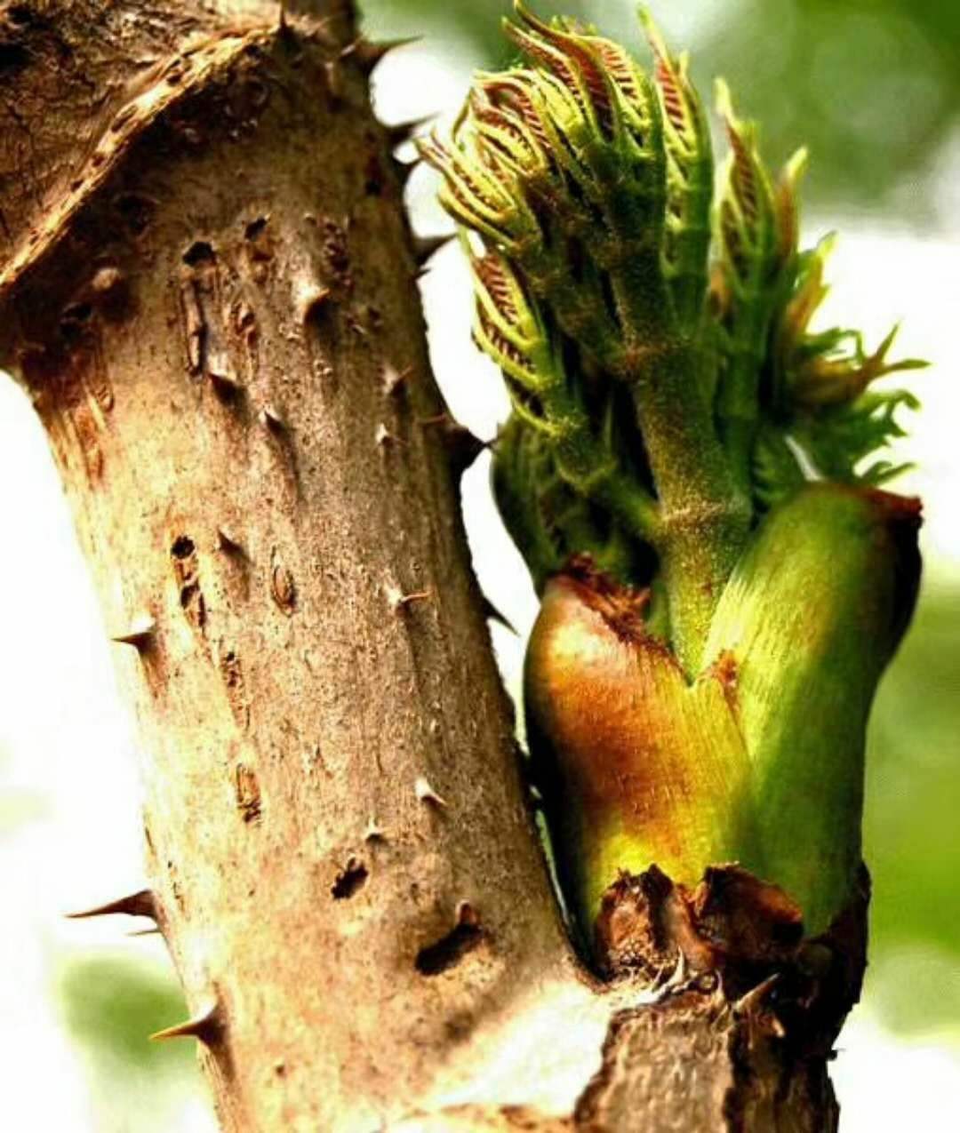 黄毛楤木的药用部位图片