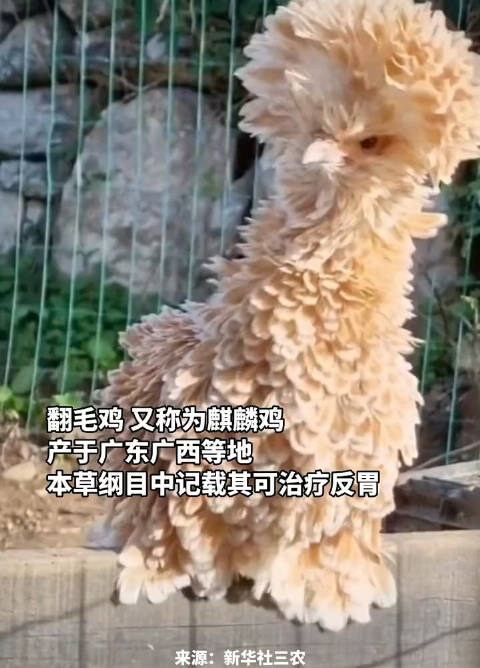 翻毛鸡出生就长成了鸡米花的样子67