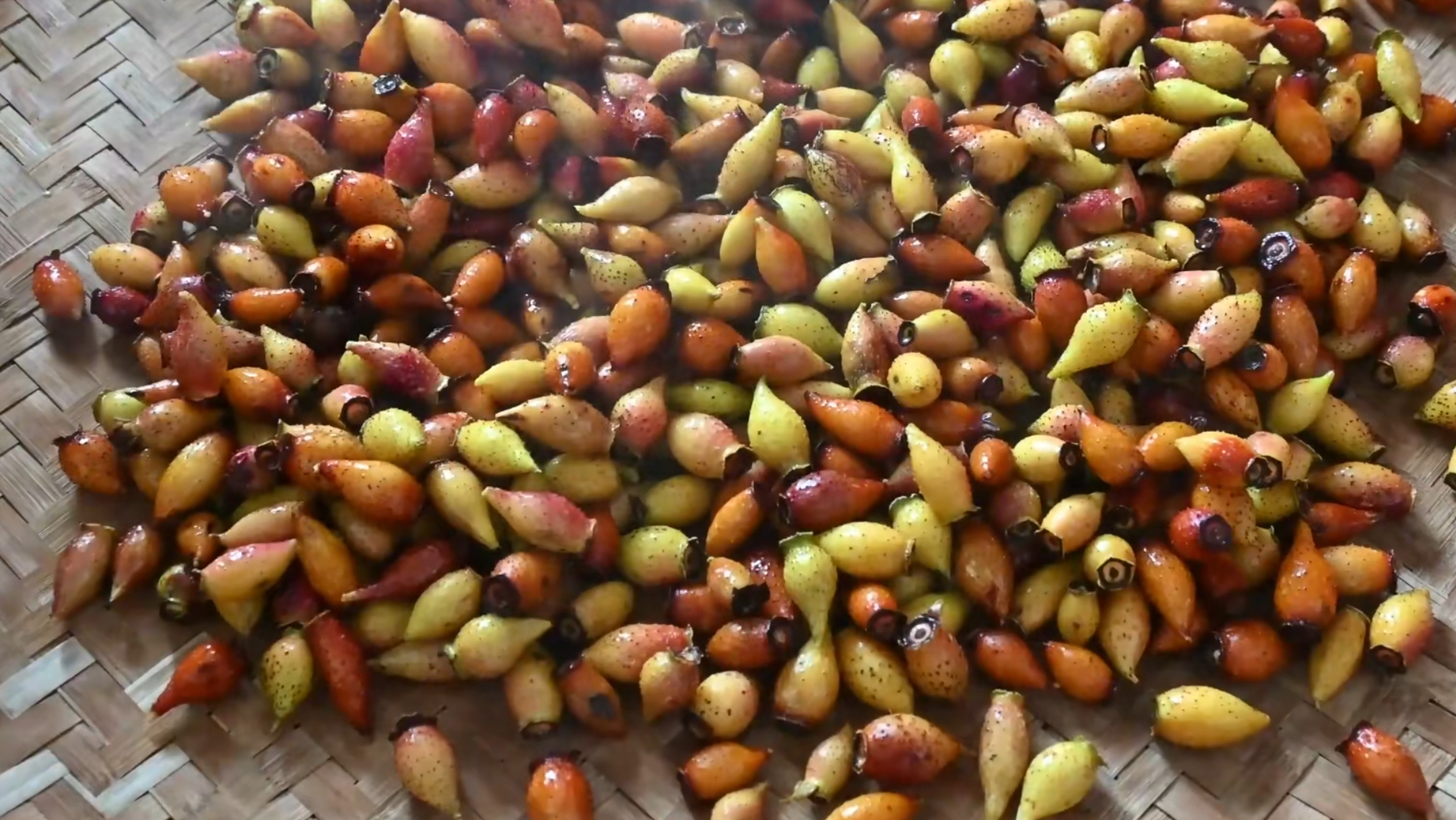 金樱子泡酒的功效(金樱子泡酒的功效与作用及禁忌)