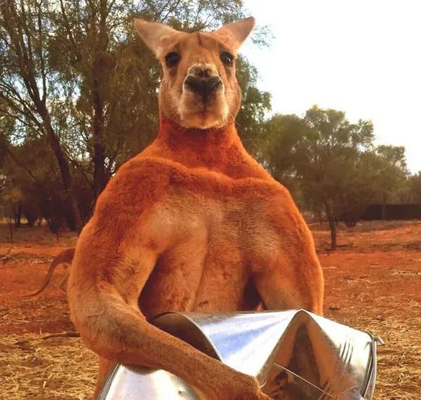 给橘猫做衣服,结果太小了,穿上后还以为是袋鼠!__财经头条