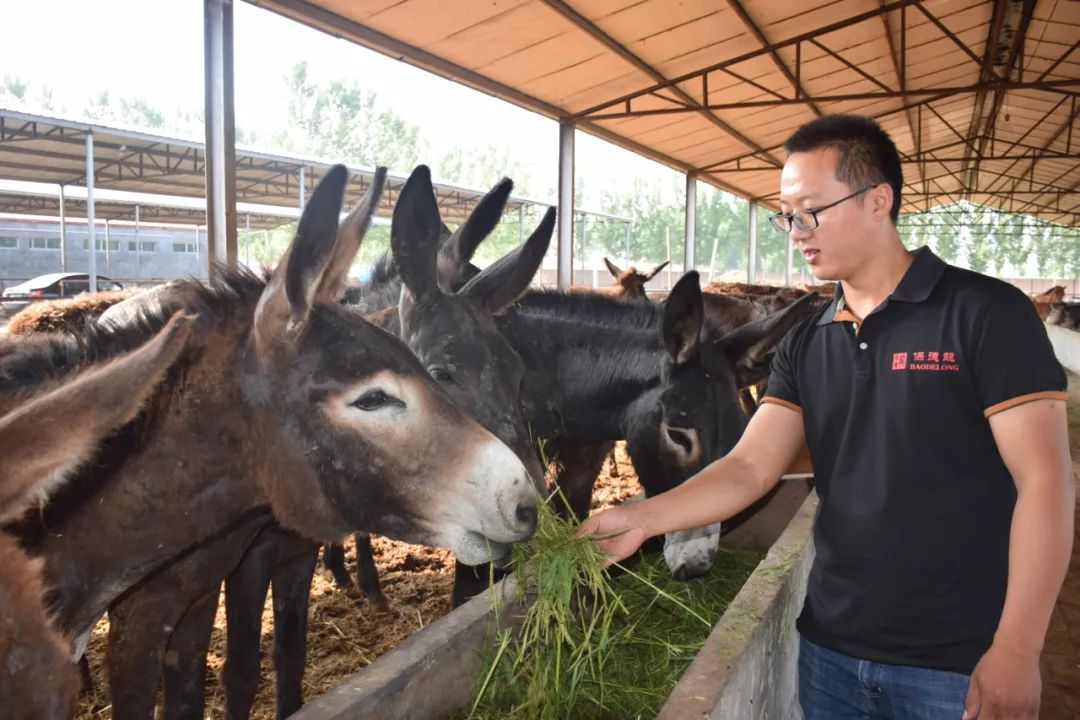 直播预告过节送礼送什么宁津保德龙保店驴肉礼盒来了