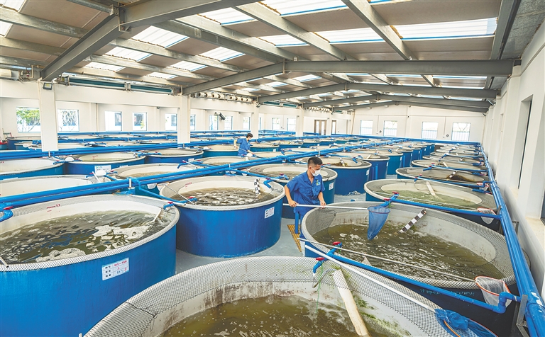 文昌市冯家湾现代化渔业产业园实现"鱼虾上楼"养殖.