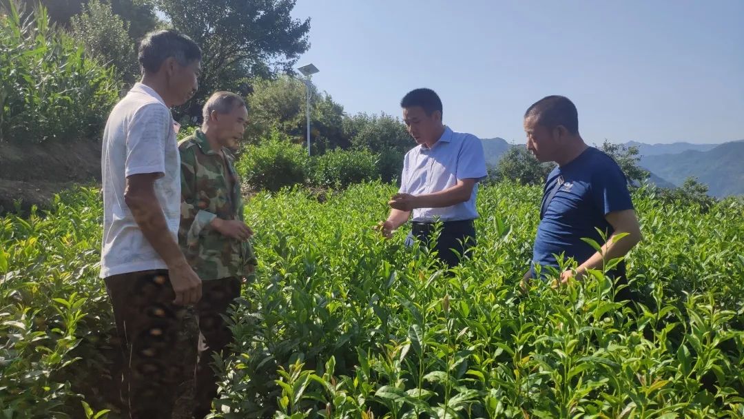 "陕南作为传统的绿茶产区,长期以来,只产一季春茶,60%鲜叶白白浪费