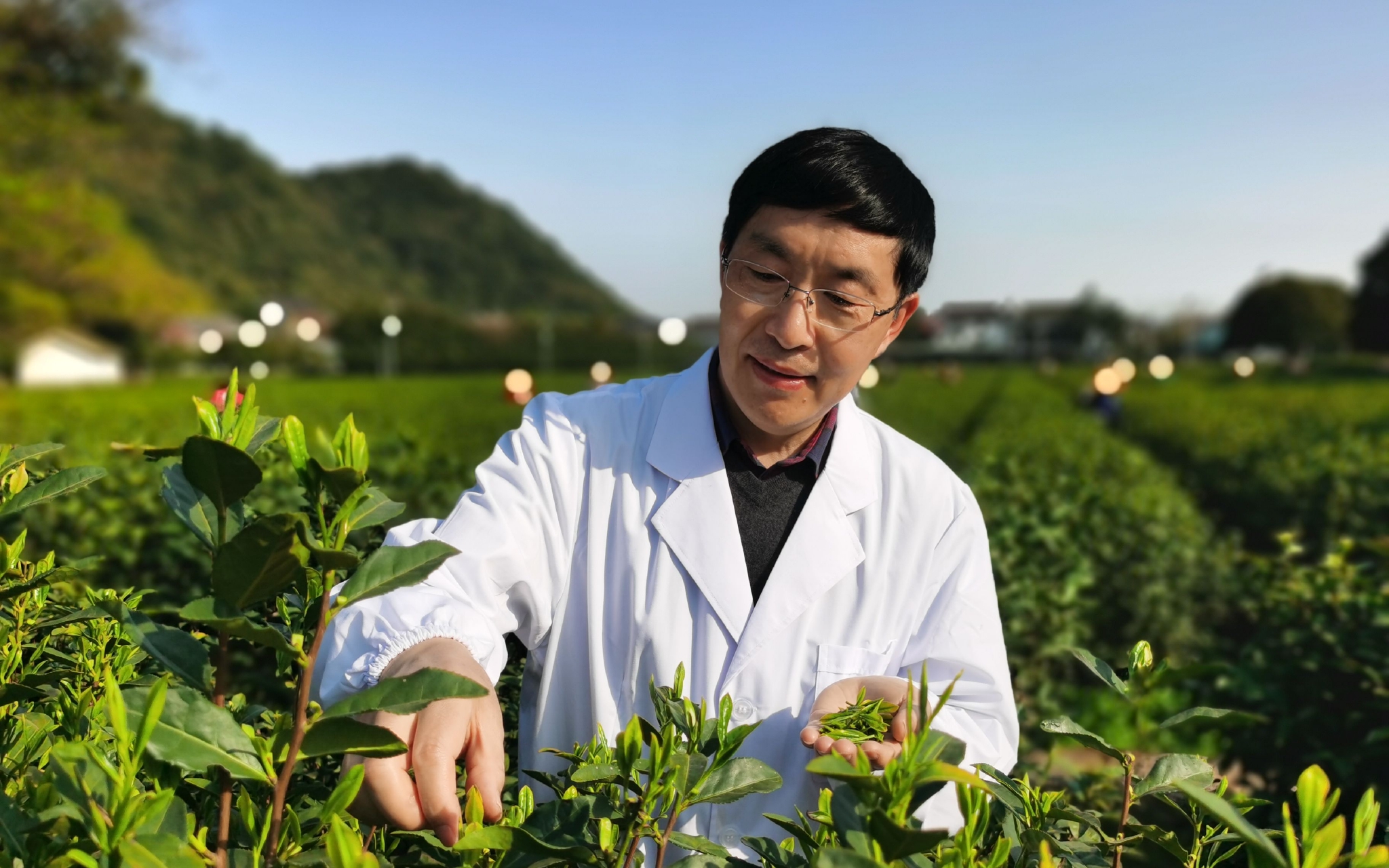 中国农业科学院茶叶研究所原副所长、资深首席科学家鲁成银。受访者供图