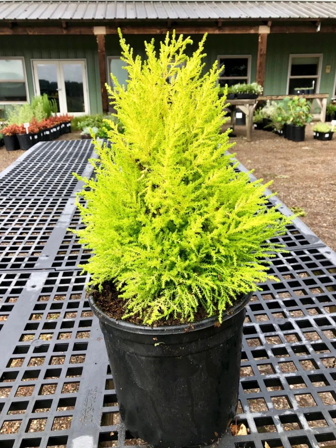 香松不一定适合你,若是没有充足的光照,真养不好它|香松|光照|盆栽