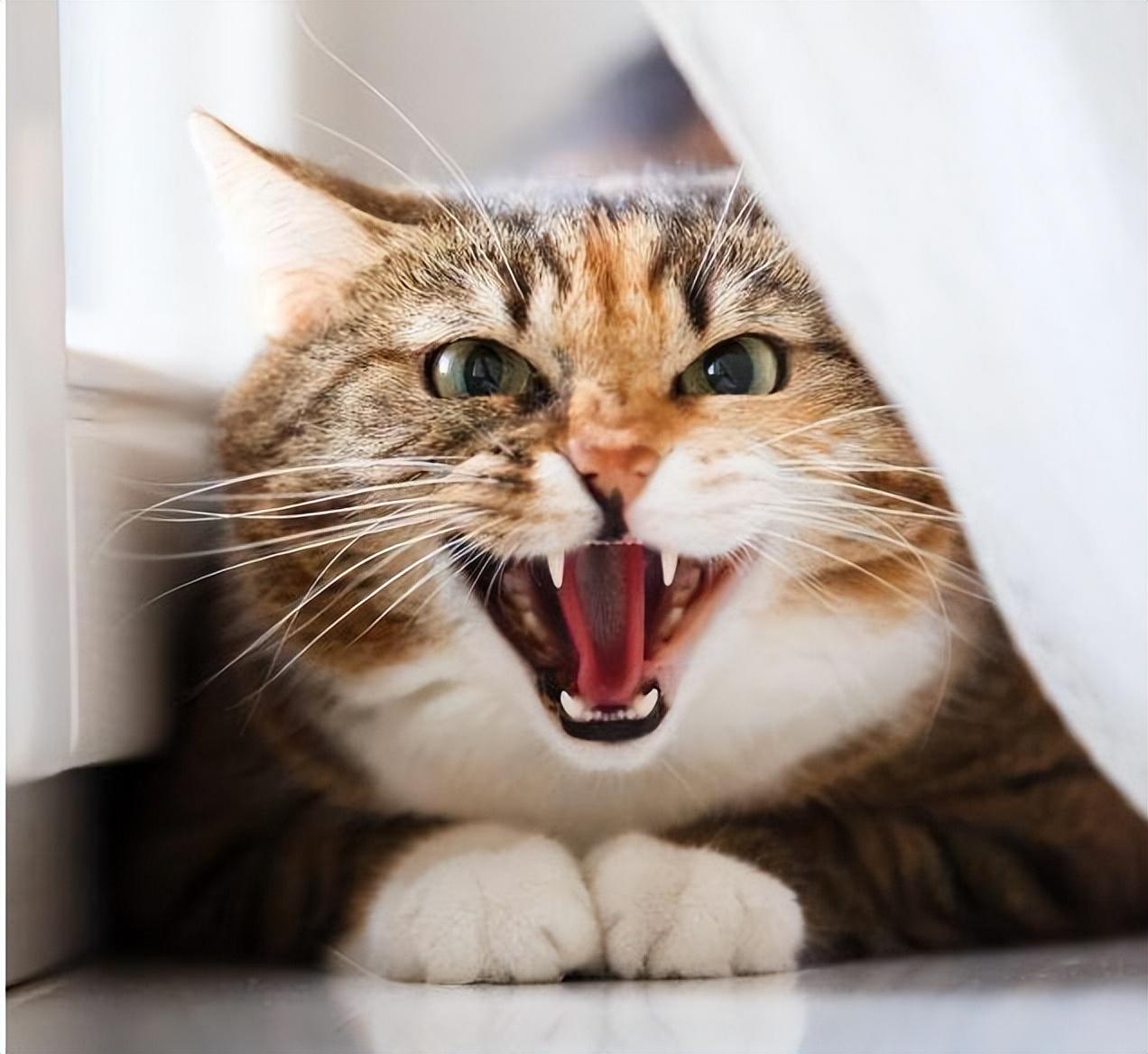 猫咪"生气"时,会有一些表现,你见过吗?__财经头条
