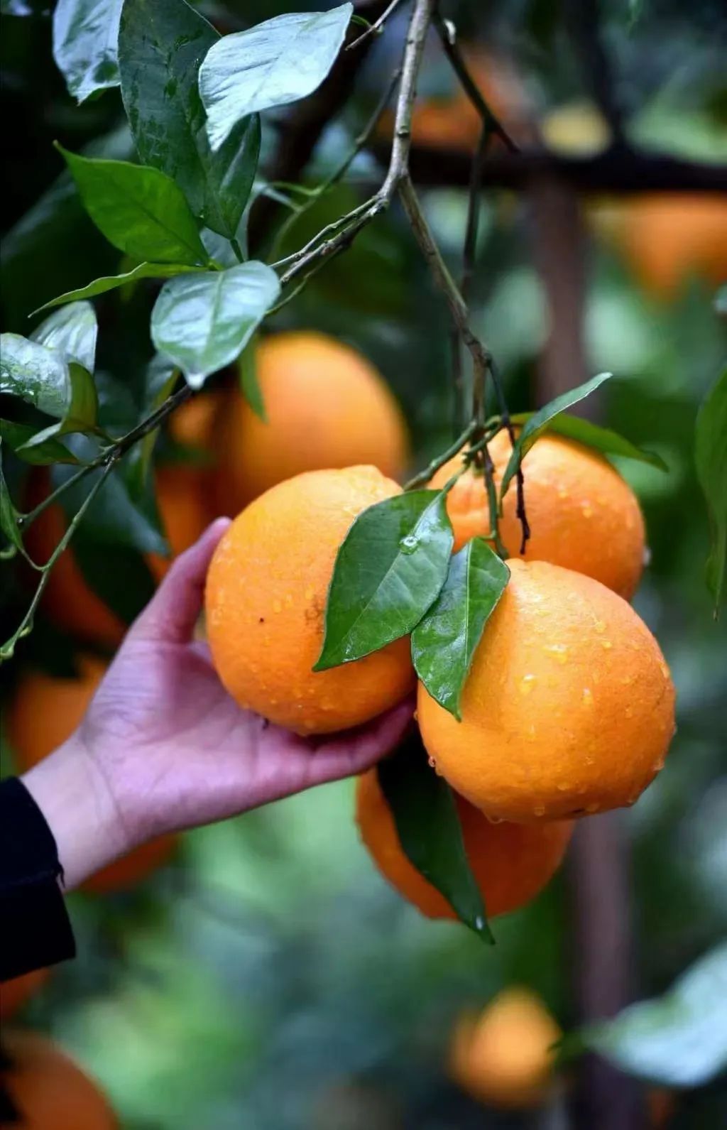 橙子带果树