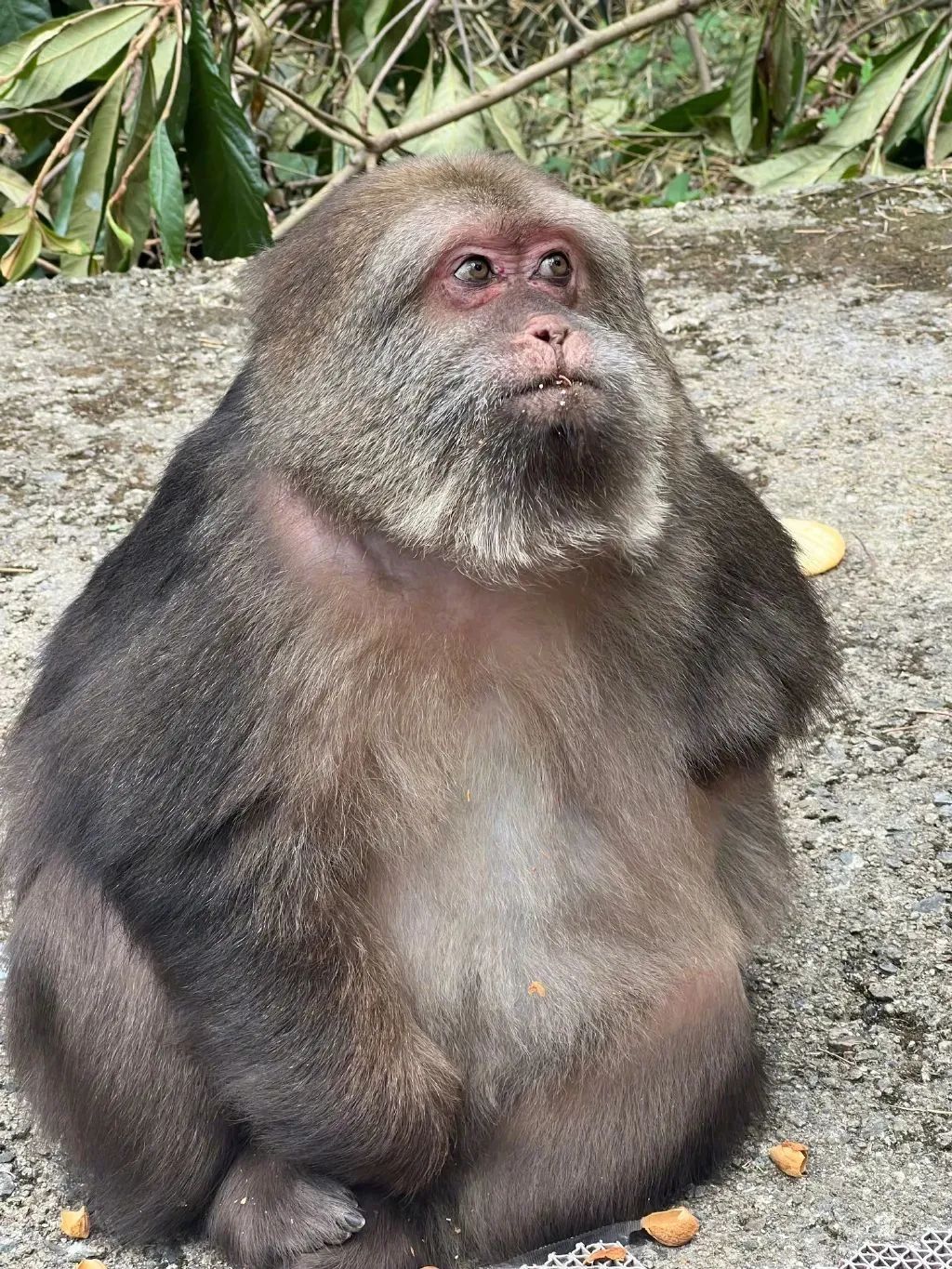 成为网红那一刻,她的悲剧已注定|泼猴_新浪新闻
