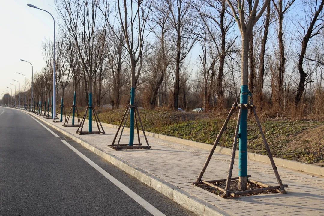 图释:道路两侧栽植的树木