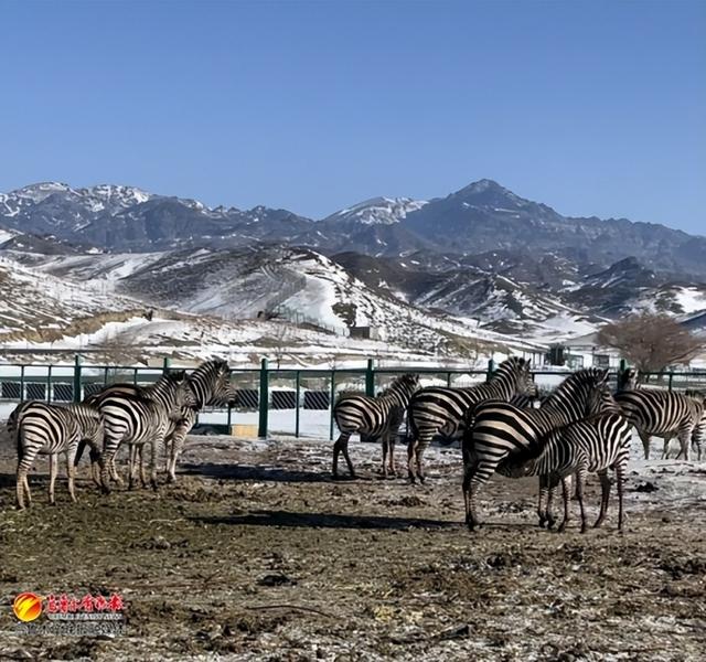 快来玩!新疆天山野生动物园本月底起免门票