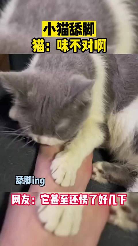 舔脚小猫咪今天味道怎么不大对