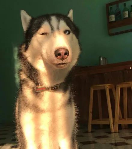 养一只表情帝二哈是种怎样的体验?太沙雕了,哈哈哈哈__财经头条