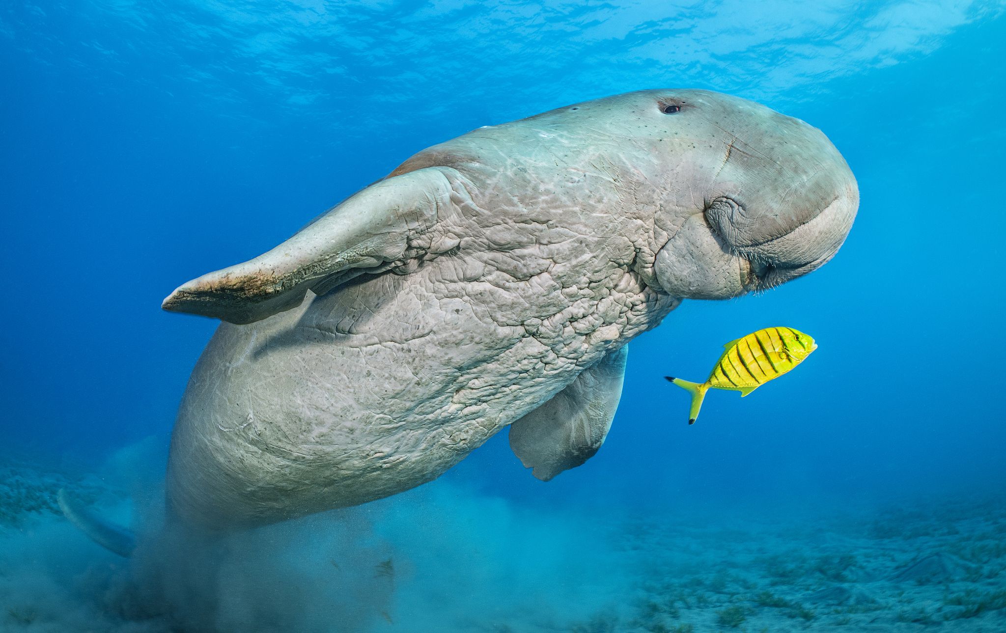 雄性儒艮在海草草地上进食