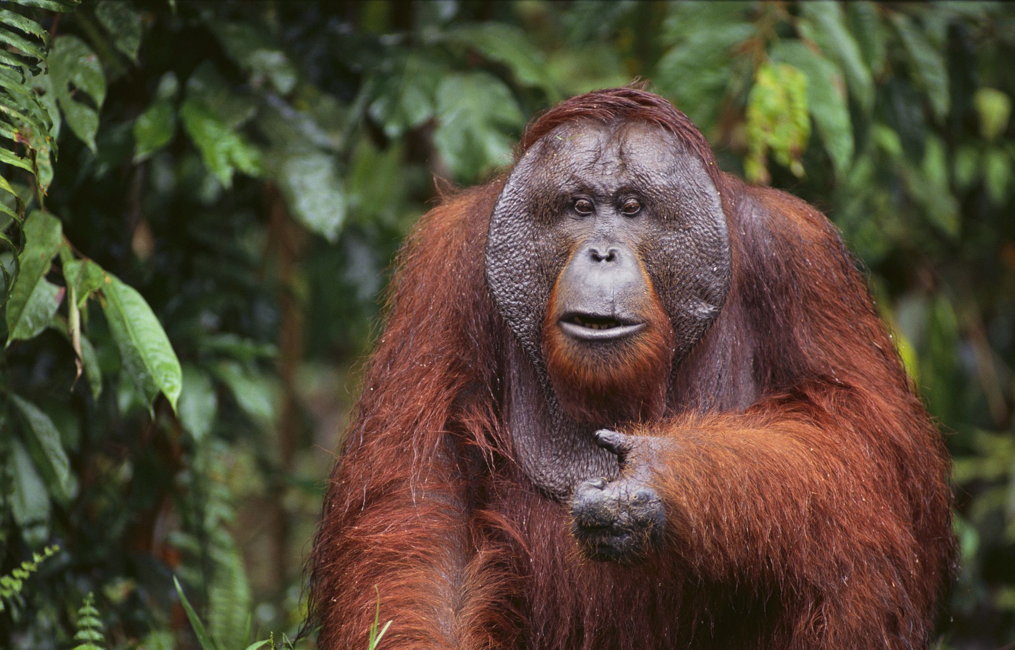 丛林中的苏门答腊猩猩