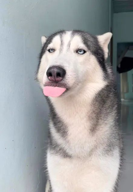 太沙雕了,哈哈哈哈|表情帝|沙雕|对视_新浪新闻