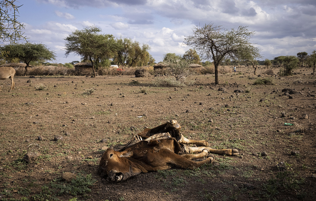 当地时间2022年12月18日,肯尼亚安博塞利,一头死于干旱的牛的遗骸躺在